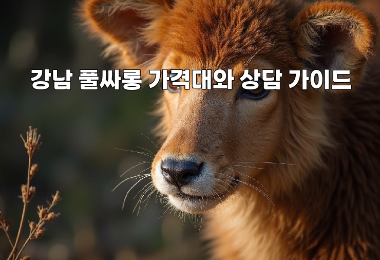 강남 풀싸롱 가격대와 상담 가이드 강남 풀싸롱 가격대와 상담 가이드